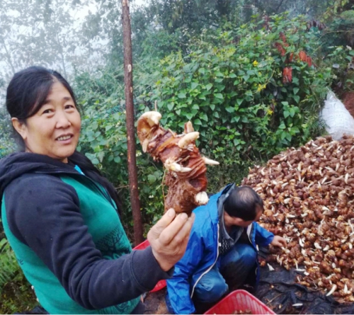 雲南918博天堂武定滇重樓種植合作客戶