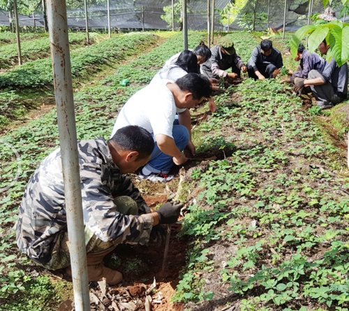 雲南918博天堂麗江滇重樓種植戶到公司基地挖苗