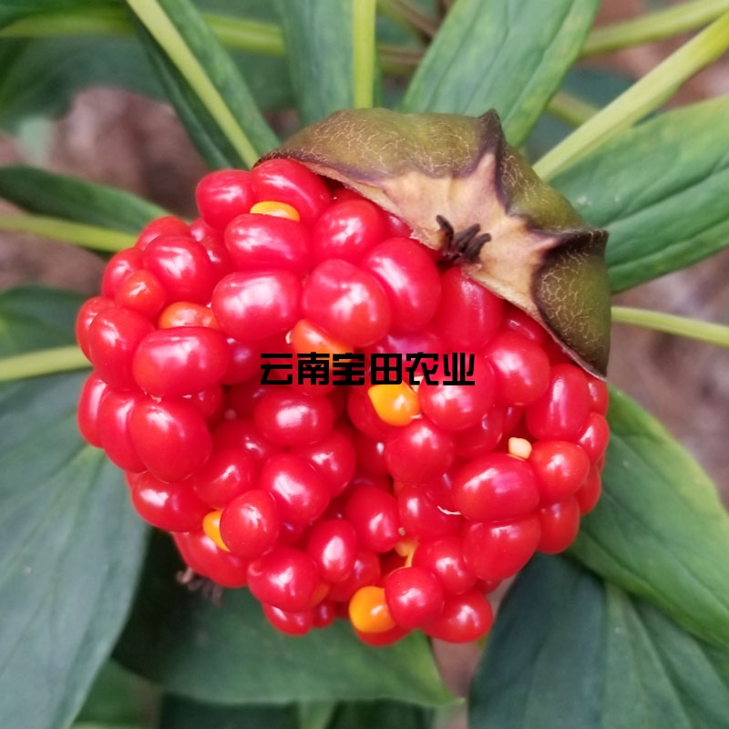 雲南918博天堂農業優質滇重樓種子