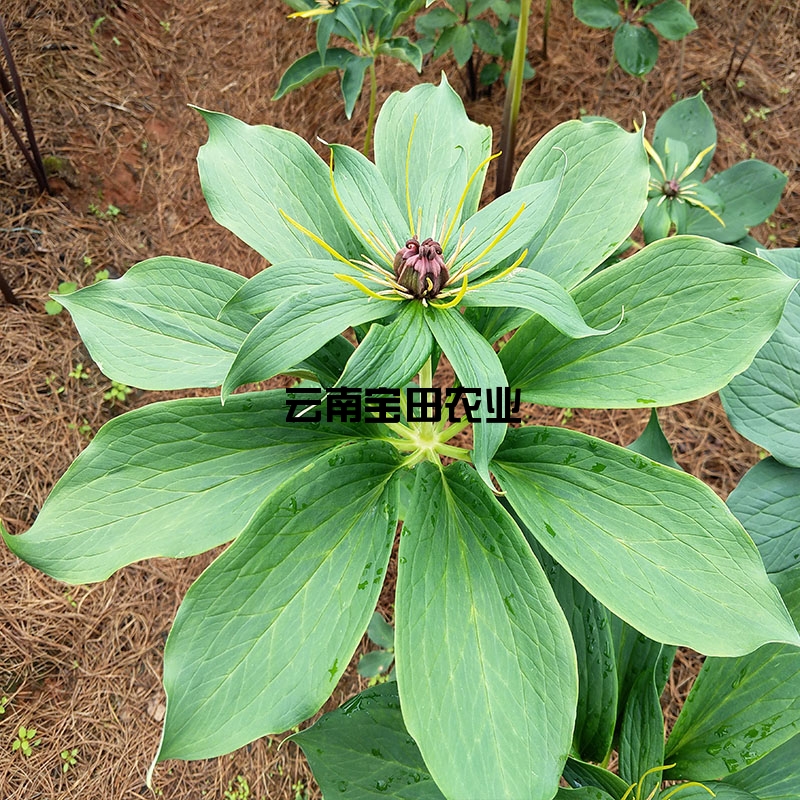 雲南918博天堂優質滇重樓6年大苗
