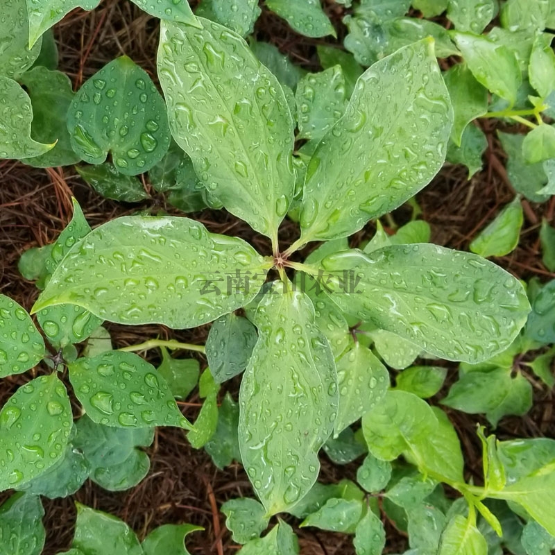雲南918博天堂農業優質3年滇重樓種苗