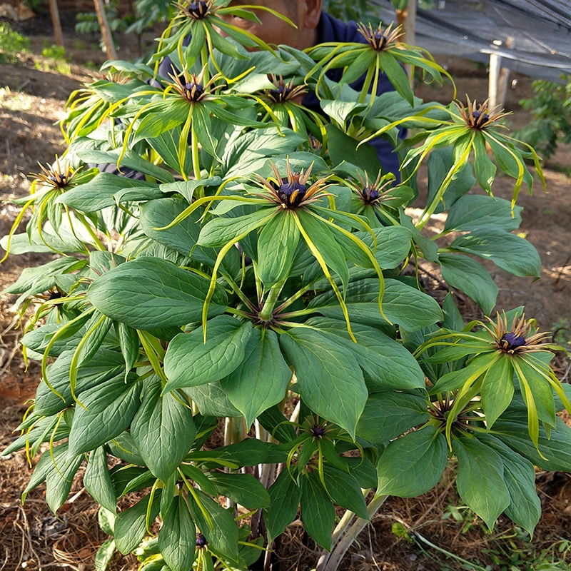 918博天堂6年的優質滇重樓種苗