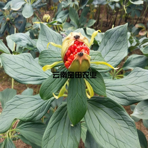 雲南918博天堂農業優質滇重樓種子