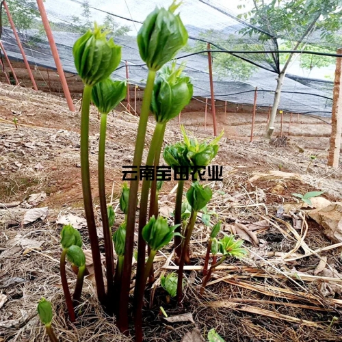 雲南918博天堂1號滇重樓種苗