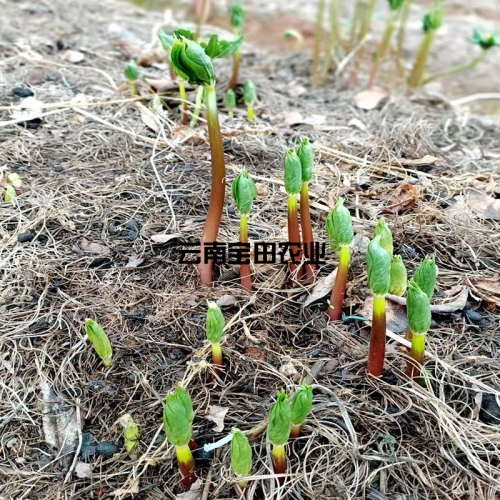 雲南918博天堂1號滇重樓種苗