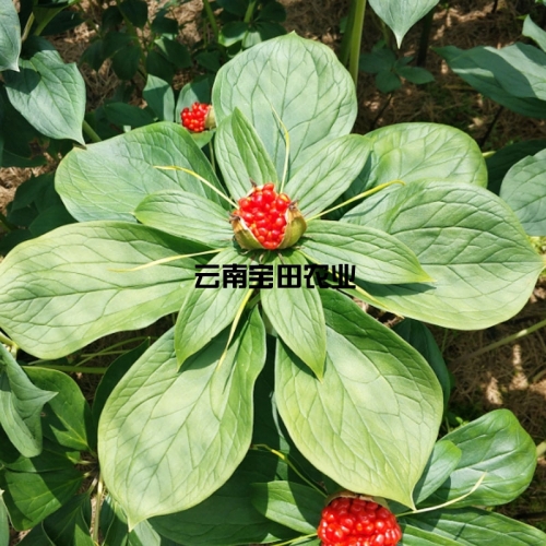 雲南918博天堂優質滇重樓種子