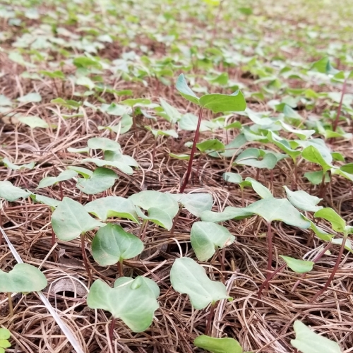 雲南918博天堂農業2年滇重樓種苗