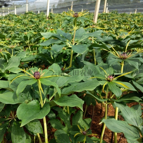 918博天堂農業6年滇重樓種苗