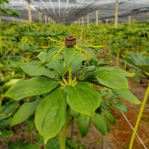 918博天堂農業6年滇重樓種苗