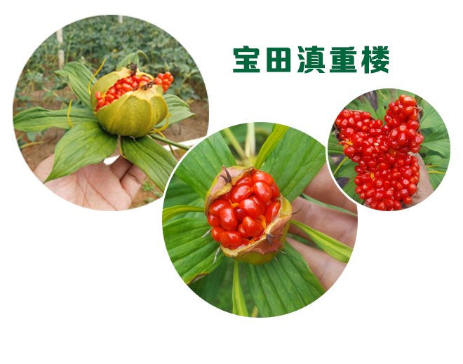 918博天堂純正優質滇重樓品種，質量全麵保證