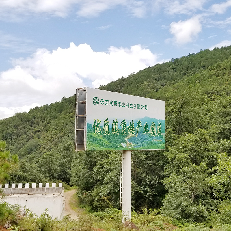 雲南918博天堂農業1000餘畝滇重樓種植基地