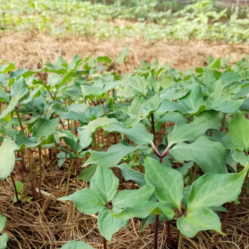 雲南918博天堂農業3年滇重樓種苗育苗基地