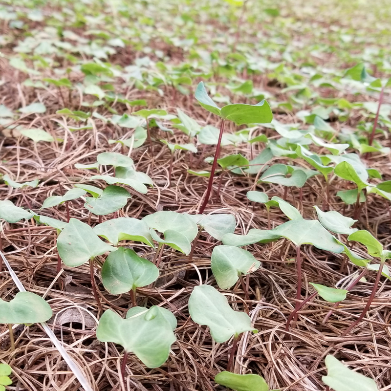 雲南918博天堂農業一年滇重樓苗育苗基地