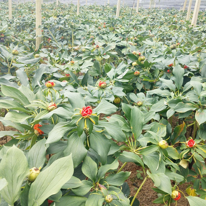 雲918博天堂農業滇重樓商品種植基地