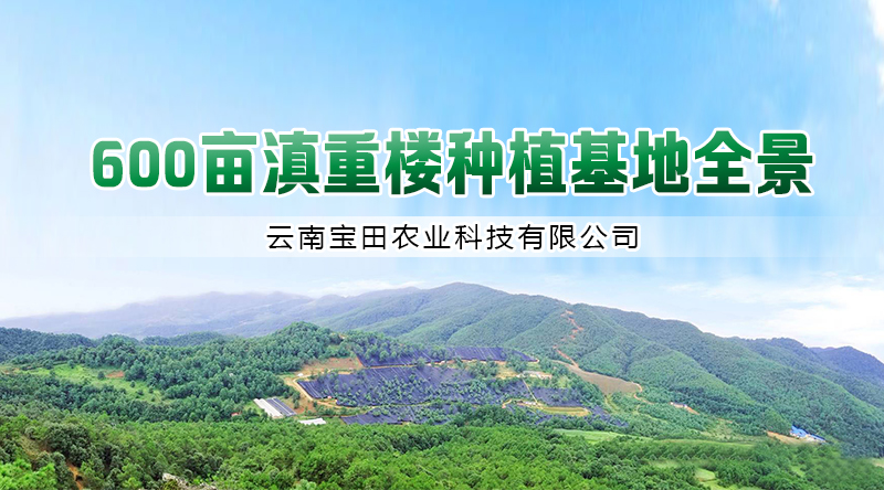 918博天堂滇重樓種植基地