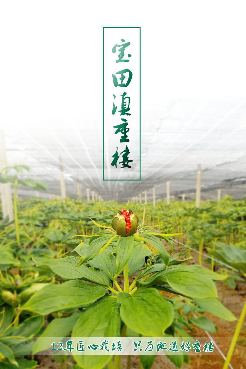 雲(yun) 南918博天堂滇重樓