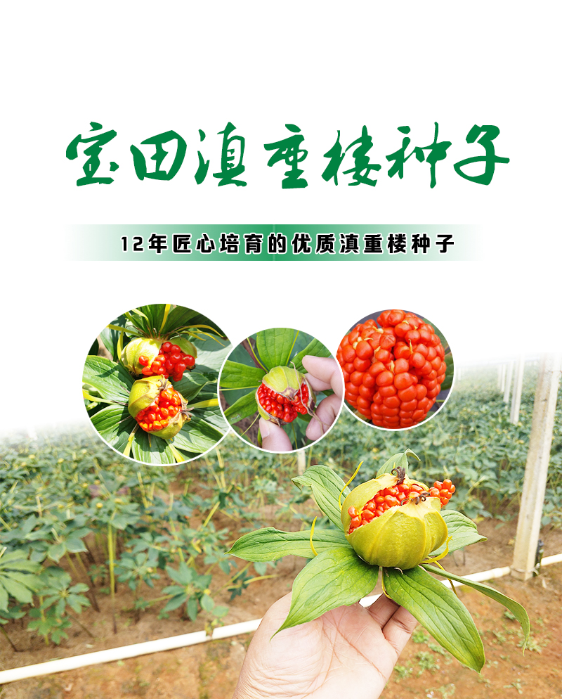 918博天堂滇重樓種子.jpg