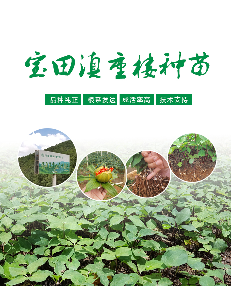 雲(yun) 南918博天堂滇重樓